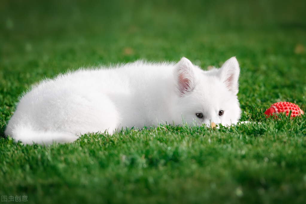 白色瑞士牧羊犬（白色的瑞士牧羊犬的由来）