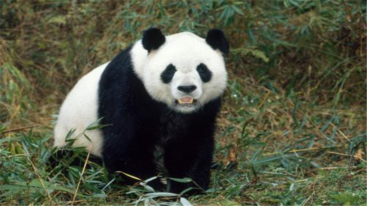 熊猫的生活习性（详解我国国宝的生活习性）