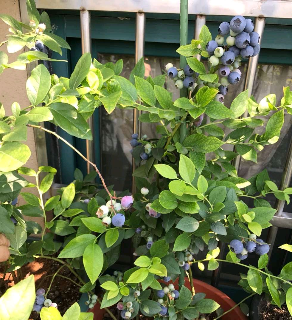 家里种蓝莓树吉利吗（盘点寓意好适合种在院子里的树）