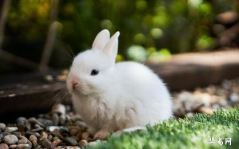 属兔哪个时辰出生最差？命运或将不同