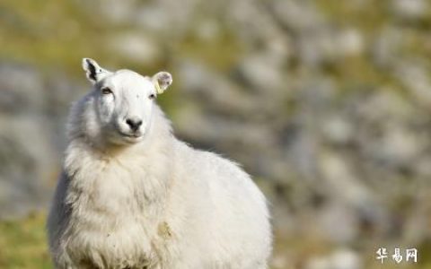 属羊的是哪一年出生的？属羊人的性格解析