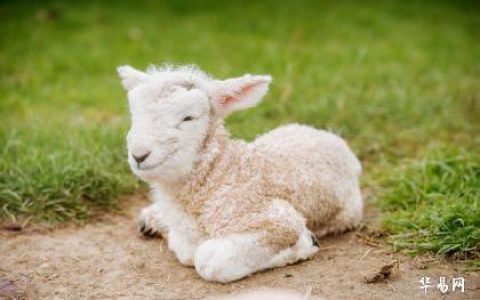 属羊和属鸡的婚姻怎样影响夫妻和子女？