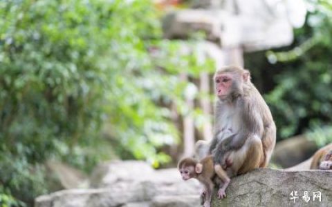 属猴的年龄表及性格特点解析